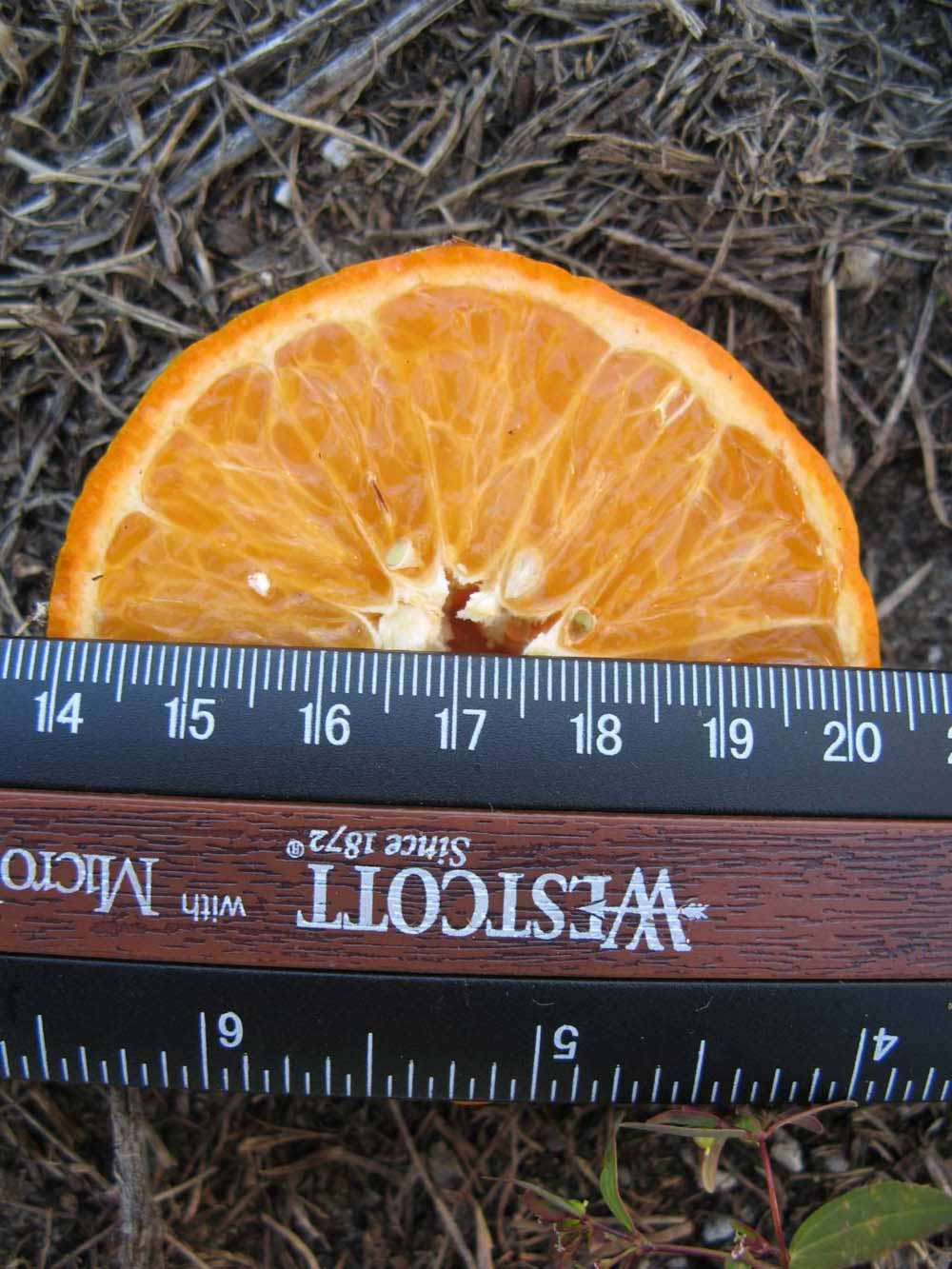              Fruit cross-section (Winter Haven, FL)       